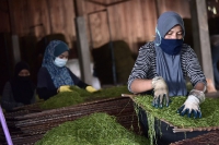 04 Oktober 2021_Kunjungan ke Kilang proses tembakau di Kampung Tok Ayah Aur,Bachok ,Kelantan_1