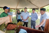 17 MEI 2022 - LAWATAN YBTM DATUK WILLIE ANAK MONGIN KE KEBUN KOKO DI NAPONG, RANAU