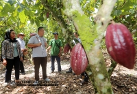 17 APRIL 2022 - LAWATAN YBTM DATUK WILLIE ANAK MONGIN KE KEBUN KOKO DI NAPONG, RANAU_9