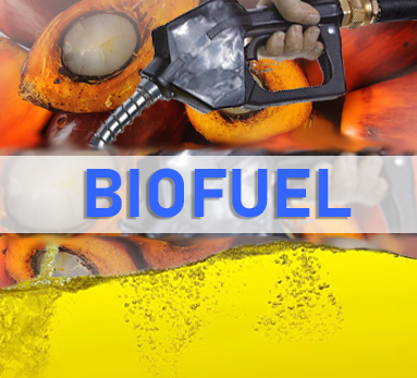 Biodiesel News