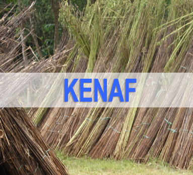 Kenaf News