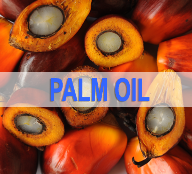 Palm Oil News