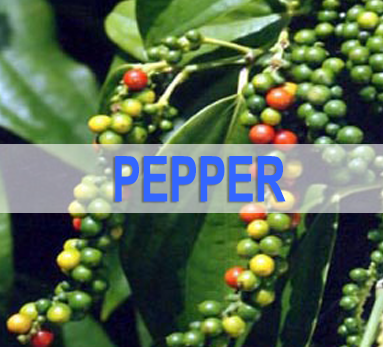 Pepper News