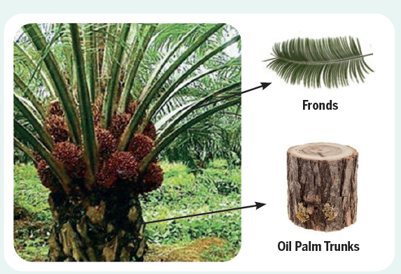 biomass palm oil