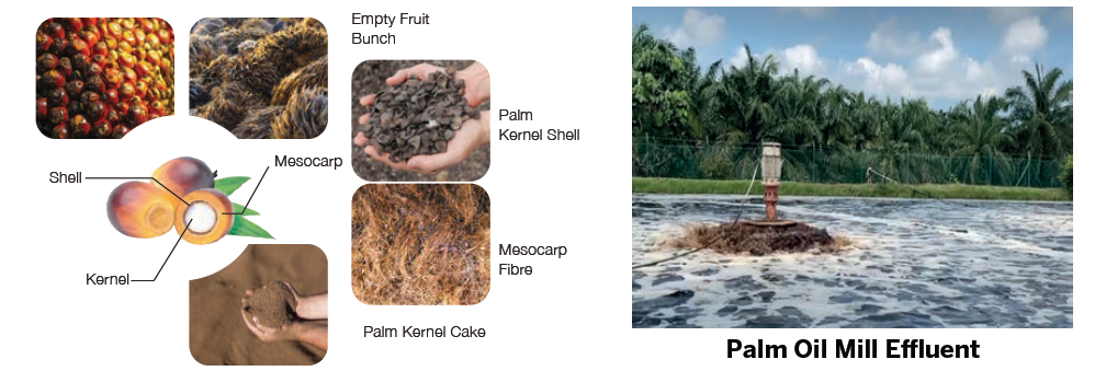 biomass palm oil